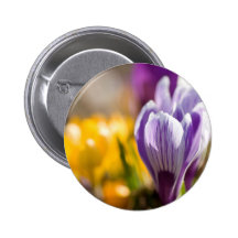 Crocus pourpres et blancs DSC0697 Badges