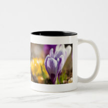 Crocus pourpres et blancs DSC0697 Mug À Café