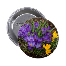 Crocus pourpres et jaunes DSC5930 Pin's Avec Agrafe
