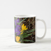 Crocus pourpres et jaunes DSC5930 Tasse À Café