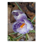 Crocus pourpres rayés cartes de vœux