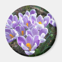 Crocus Round Magnet