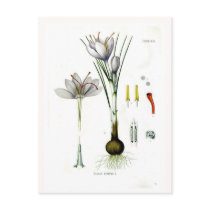 Crocus sativus postcard