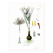 Crocus sativus postcard