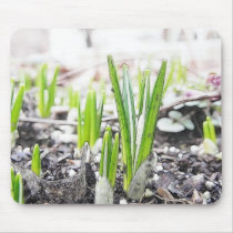 Crocus Sprouts In The Spring Garden Mouse Pad