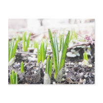 Crocus Sprouts In The Spring Garden Postcard