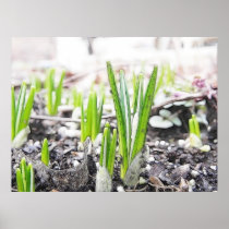 Crocus Sprouts In The Spring Garden Print