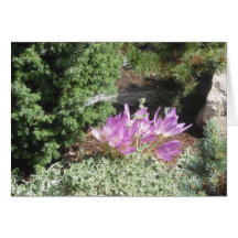 Crocus with Spiderweb Card
