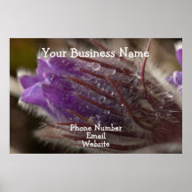 Crocus with Water Beads; Promotional Poster