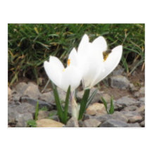 Crocuses and the Bee Postcard