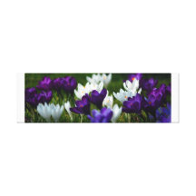 Crocuses Canvas Prints