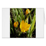 Crocuses Card
