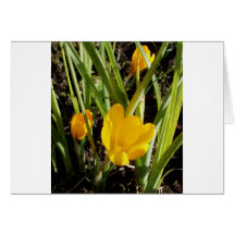 Crocuses Card