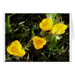 Crocuses Cards