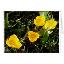 Crocuses Cards