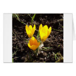 Crocuses Greeting Cards