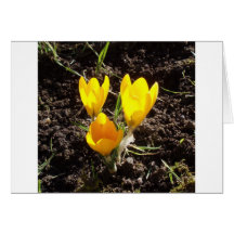 Crocuses Greeting Cards