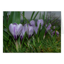 Crocuses Greeting Cards