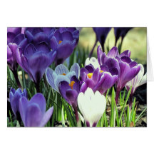 Crocuses Greeting Cards