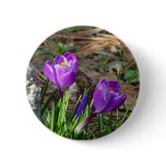 Crocuses in Bloom Button