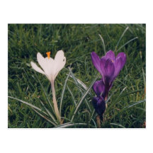Crocuses in London Postcard