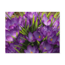 Crocuses Postcard | Postkarte Krokusse
