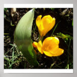 Crocuses Poster
