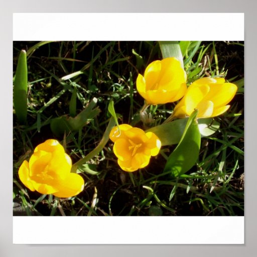 Crocuses Poster