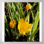 Crocuses Posters