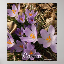 Crocuses Poster