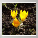 Crocuses Posters