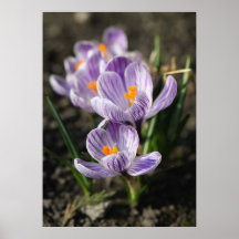 Crocuses Posterdruck