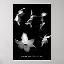 Crocuses Print