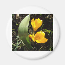 Crocuses Refrigerator Magnets