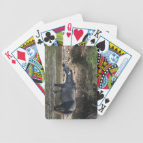 Croisement de la rivière Salt : : Chevaux sauvages jeux de cartes