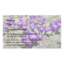 Crokus Crokus Vern Business Card Templates