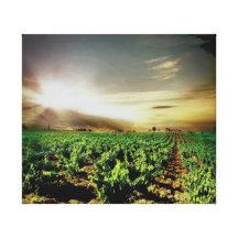 Crops  Stretched Canvas Print