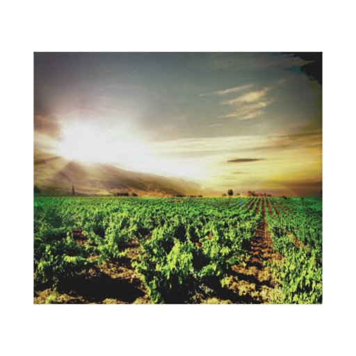 Crops  Stretched Canvas Print