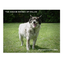 Crosby dognkittycity.org post cards