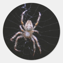 Cross Spider ~sticker