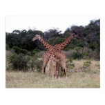 crossed giraffes post cards