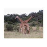 crossed giraffes post cards