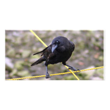 Crow at Crossroads Photo Cards