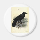 Crow Fridge Magnets