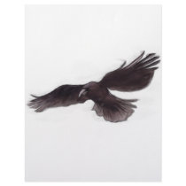 Crow Letterhead Design