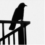 Crow on Corner Photo Cutouts