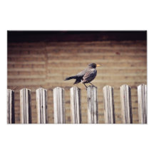 Crow Photo Print