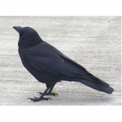 Crow Acrylic Cut Out by kuniyuki