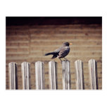 Crow Post Card
