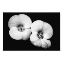 crown of thorns photograph